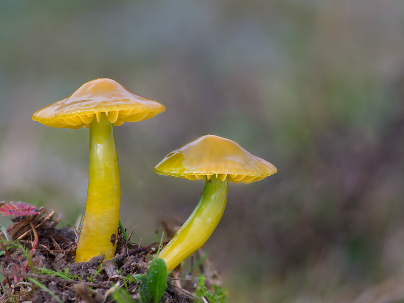 Hygrocybe psittacina